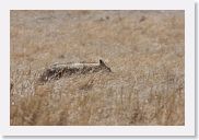 07IntoNgorongoro - 140 * Black-backed Jackal.